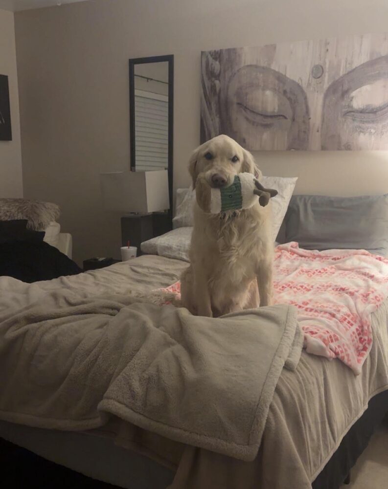 Paris's dog with a toy on the bed