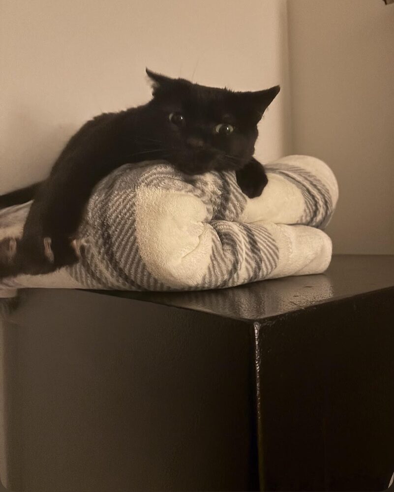 Paris's black cat